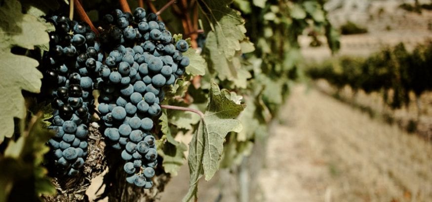 USO alcanza un preacuerdo en el convenio de Industrias Vinícolas y Alcoholeras de La Rioja