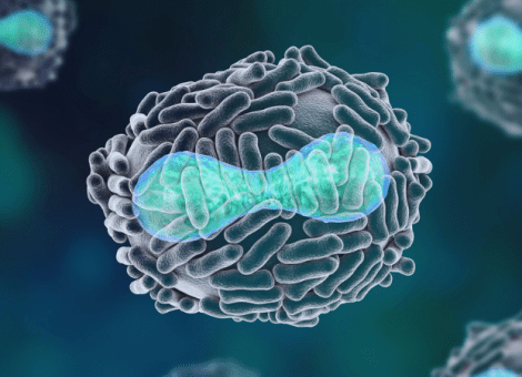Viruela del mono: nueva alerta sanitaria